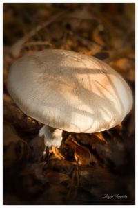 Pilz im Herbstlicht