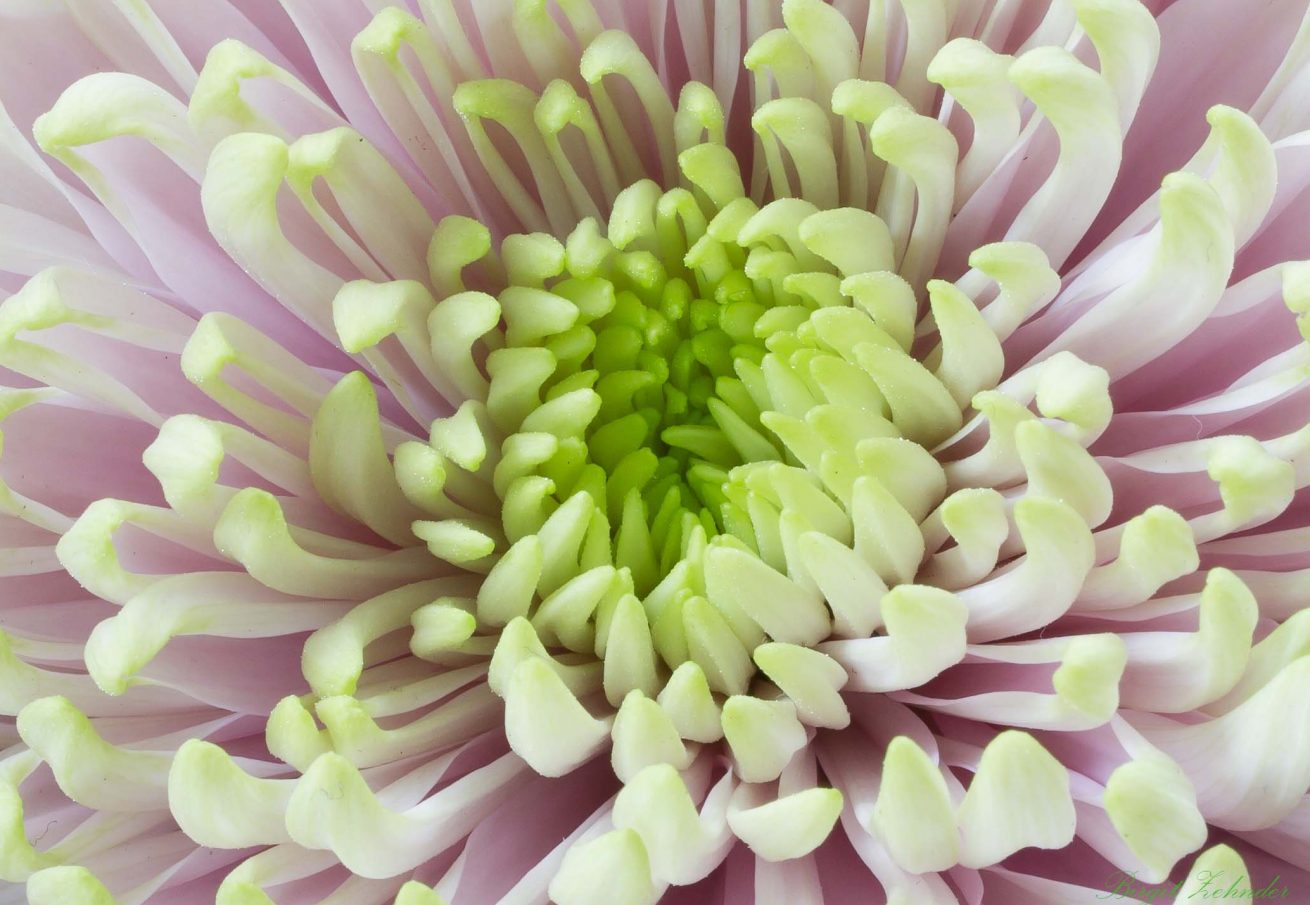 Chrysantheme