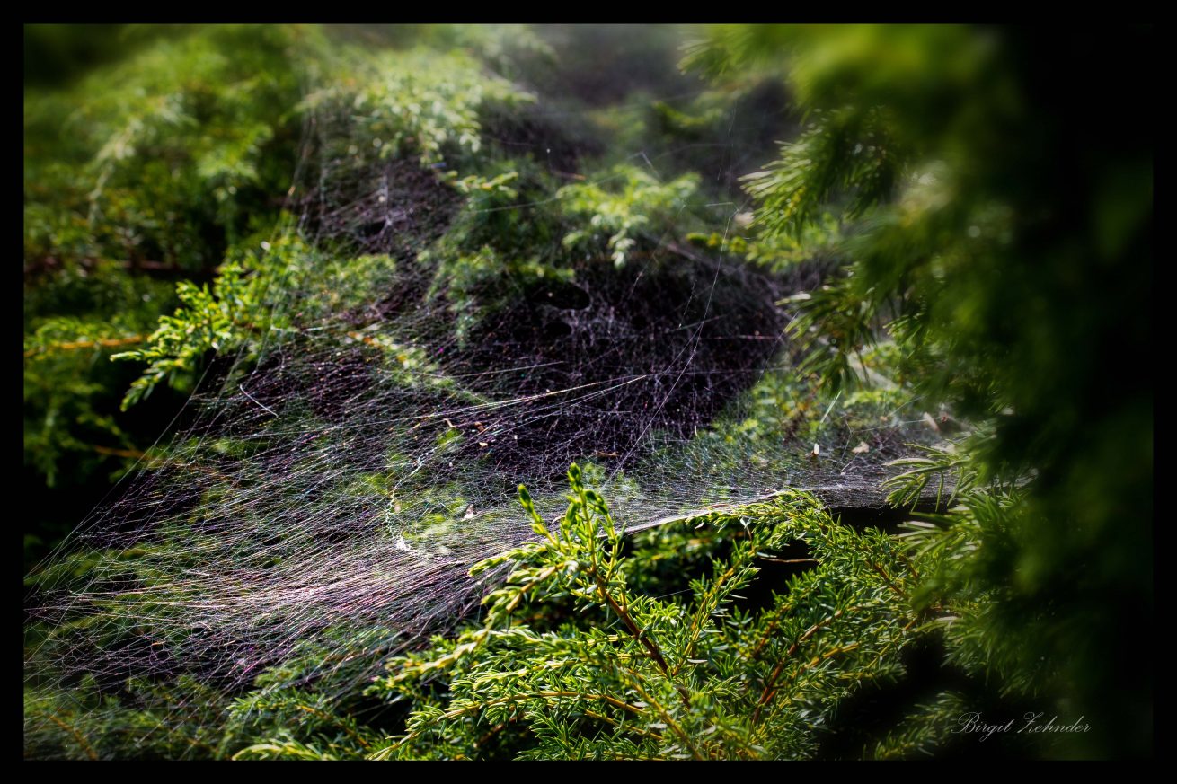 Kunstwerk einer Spinne